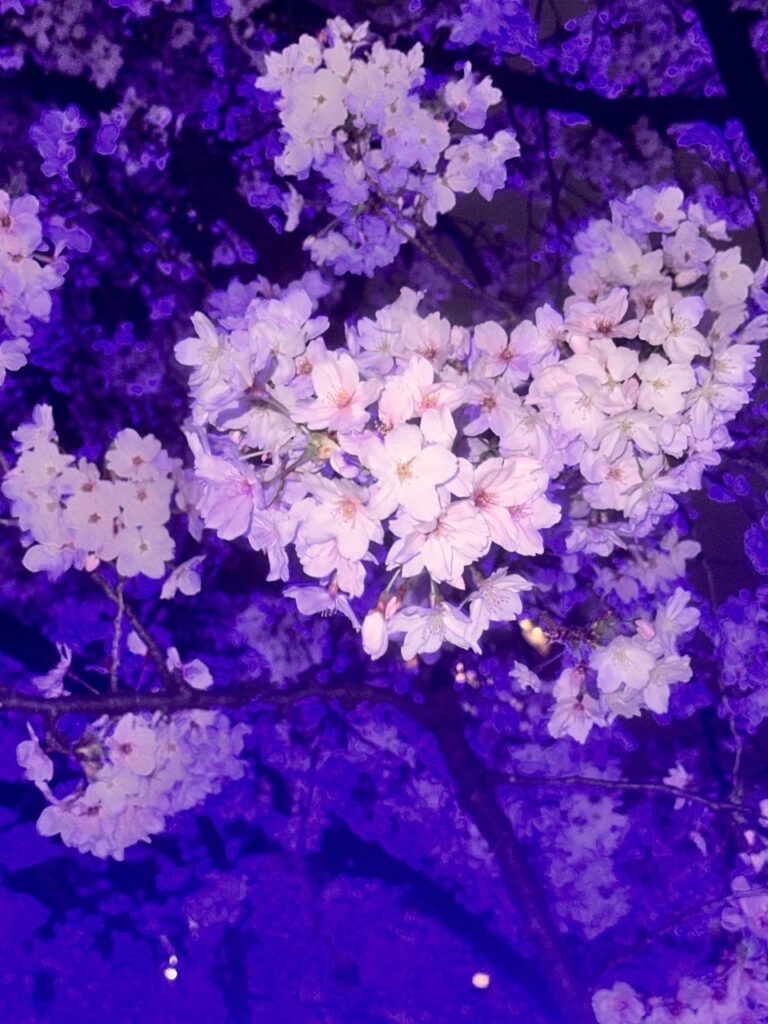 桜井咲弥🌸 画像2